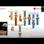 ¿Cuál es la relación entre Atapuerca y los estudios de genética de poblaciones humanas?